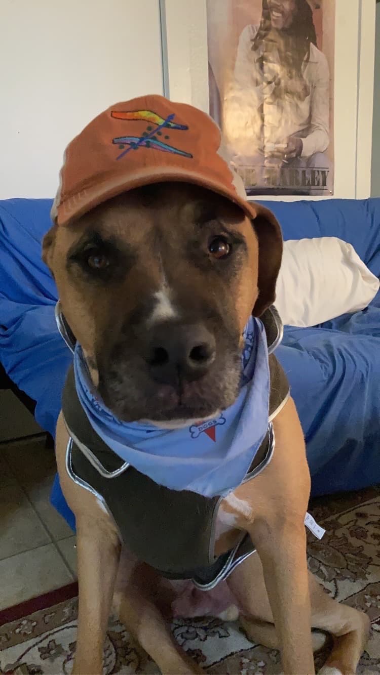 Orbit, a tan dog in an orange cap and a blue bandana, looking straight at the camera from the couch.